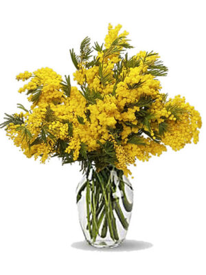 bouquet di mimosa