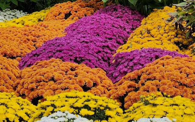 fiori da regalare a roma in autunno